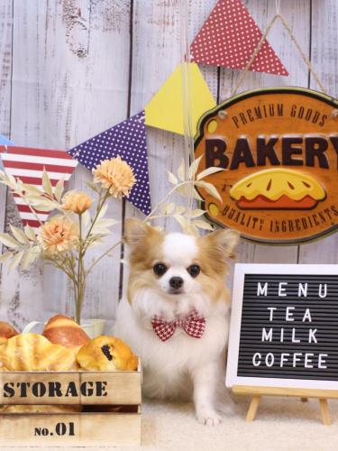 20240913りくくん